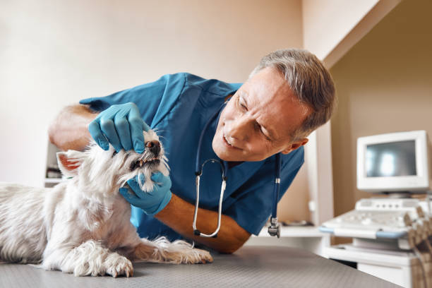 Best Same-Day Emergency Dentist in Hokendauqua, PA